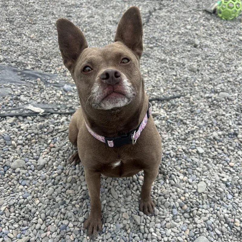 An adult medium-sized female Brown / Chocolate Mixed Breed dog named Viola for adoption in Binghamton, NY
