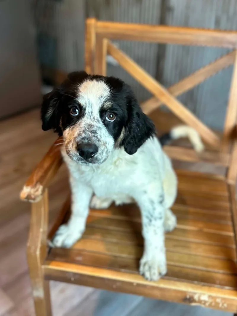 A baby medium-sized female Spaniel dog named Sapling Pups  Oakley for adoption in Ashville, OH