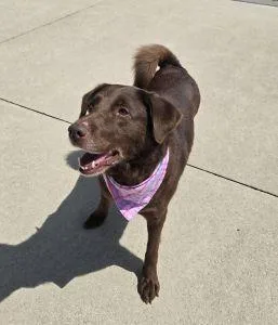 An adult large-sized female Chocolate Labrador Retriever dog named Koko for adoption in Bucyrus, OH