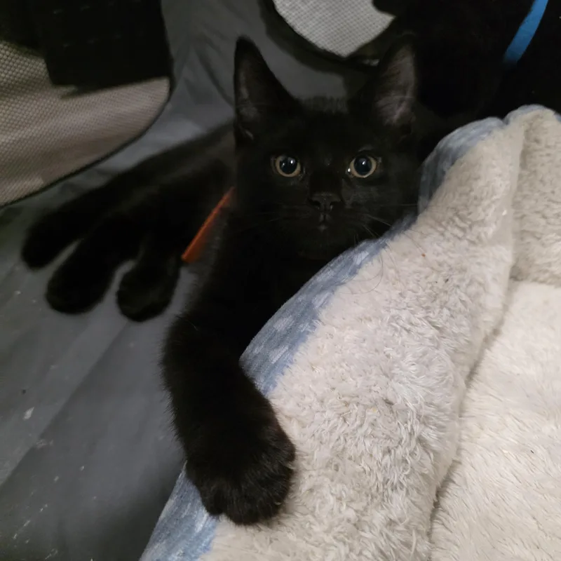 A baby medium-sized male Black Domestic Short Hair cat named Dream for adoption in Moriches, NY