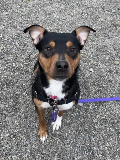 An adult medium-sized male Mixed Breed dog named Max for adoption in Elmira, NY