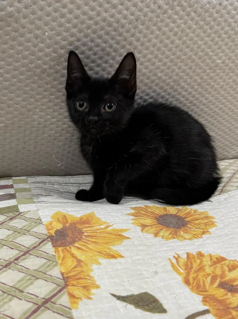 A baby small-sized female Black Domestic Short Hair cat named Miss Joey Potter for adoption in Boca Raton, FL