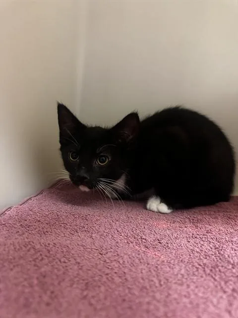 A baby small-sized male Domestic Short Hair cat named Gru Jr for adoption in Statesville, NC