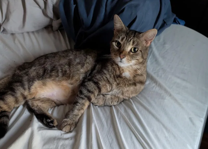 An adult medium-sized female Tabby (Brown / Chocolate) Domestic Short Hair cat named Oakley for adoption in East liverpool, OH