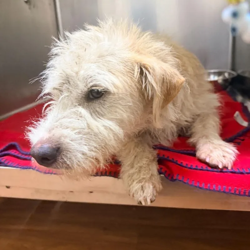A young small-sized male White / Cream Terrier dog named CT Krispy Cream lbs! for adoption in Stormville, NY
