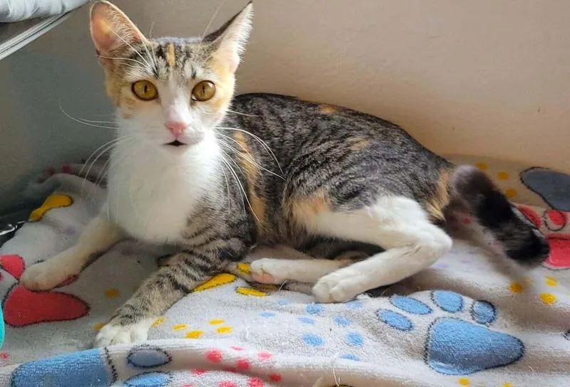 A young medium-sized female Domestic Short Hair cat named Zarina for adoption in tucson, AZ