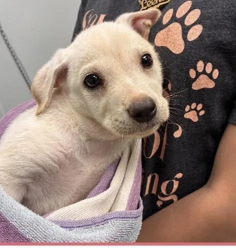 A baby medium-sized male Retriever dog named Harbor for adoption in Copiague, NY