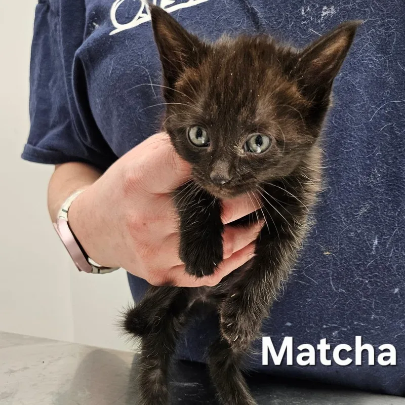 A baby small-sized female Black Domestic Short Hair cat named Matcha for adoption in Oneonta, NY