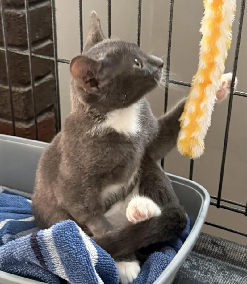 A baby small-sized male Gray & White Domestic Short Hair cat named Wasabi for adoption in CANONSBURG, PA