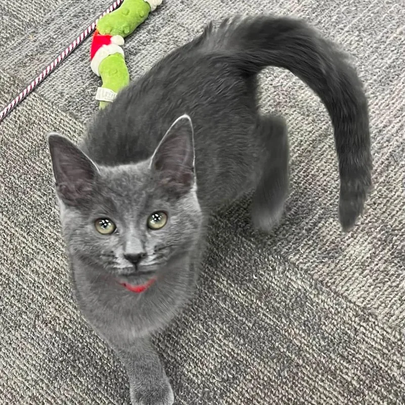 A baby small-sized female Gray / Blue / Silver Domestic Short Hair cat named Micki for adoption in Hamburg, NY