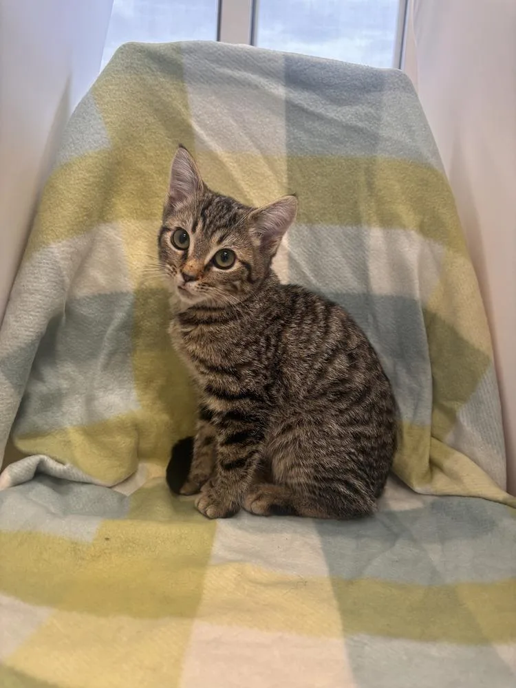 A young medium-sized female Domestic Short Hair cat named Breezy for adoption in Dickson, TN