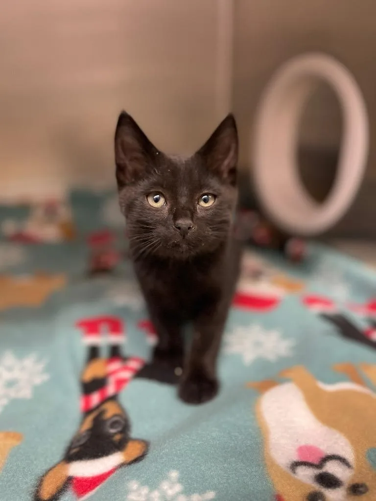A baby small-sized male Domestic Short Hair cat named Snails for adoption in Grants Pass, OR