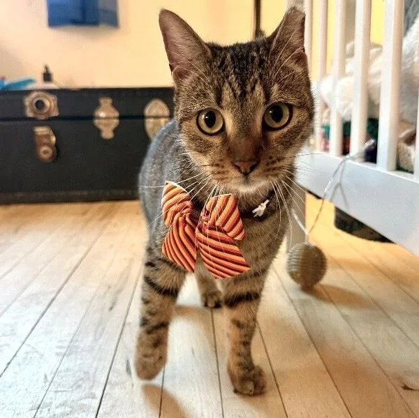 An adult medium-sized female Tabby (Brown / Chocolate) Tabby cat named Godiva Chocolate Fluff for adoption in Friendswood, TX