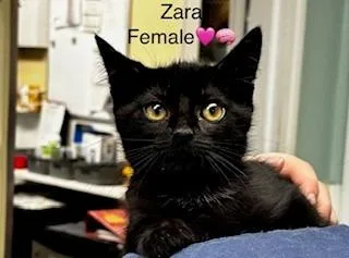 A baby medium-sized female Domestic Short Hair cat named Zara for adoption in Cumberland, ME