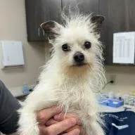 An adult small-sized male Terrier dog named Goober for adoption in Westland, MI