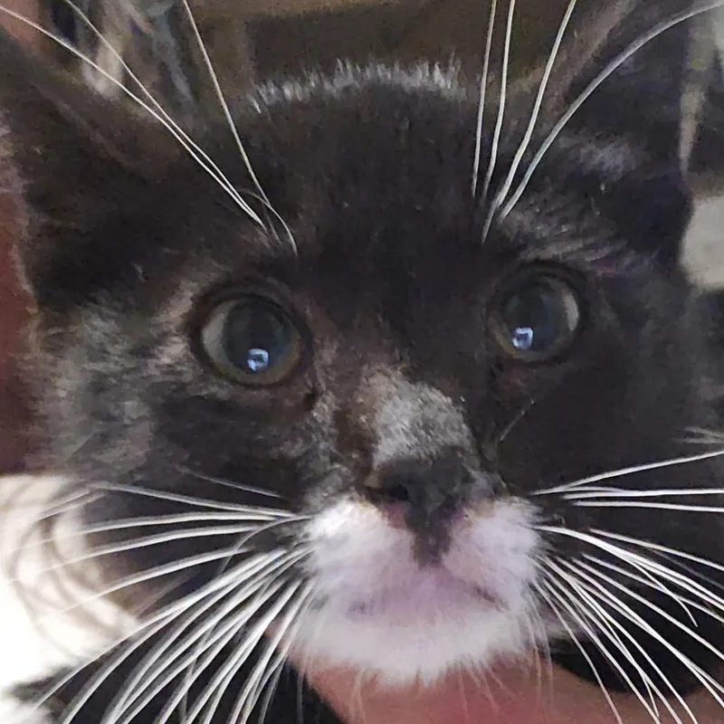 A baby small-sized male Black Domestic Short Hair cat named Ryker for adoption in Klamath Falls, OR