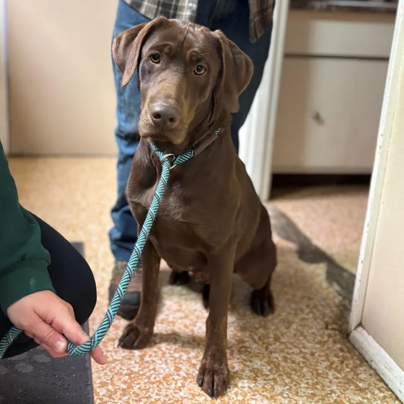 An adult medium-sized female Brown / Chocolate Chocolate Labrador Retriever dog named Coco for adoption in Chehalis, WA