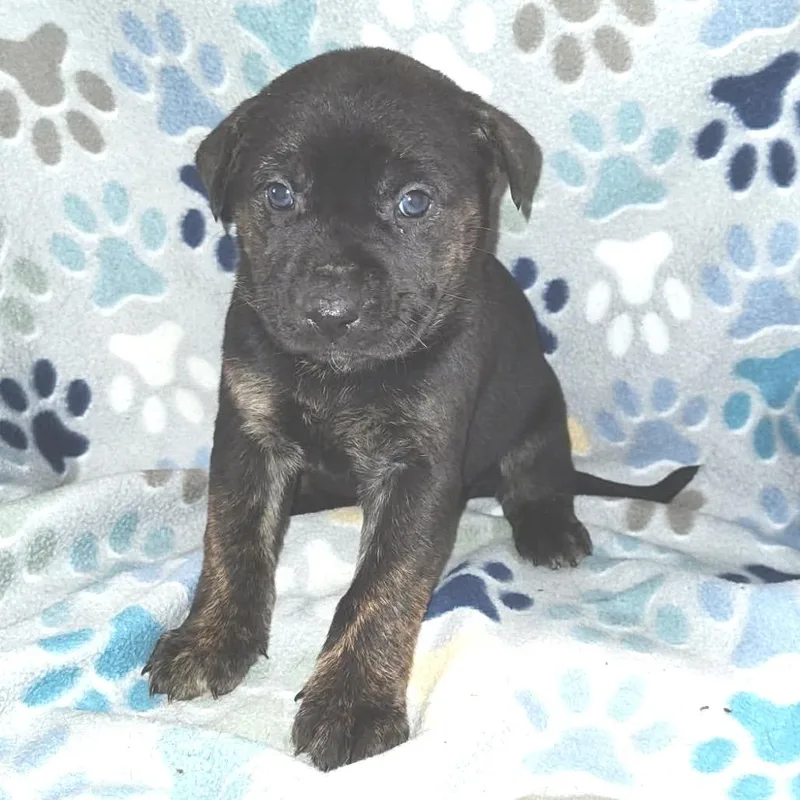 A baby medium-sized female Brindle Mixed Breed dog named Blueberry Cheesecake for adoption in Fredericksburg, VA