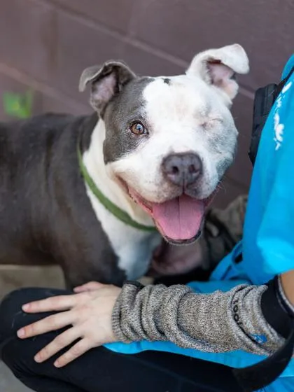 A senior large-sized male Mixed Breed dog named Alice Cooper for adoption in Chamblee, GA