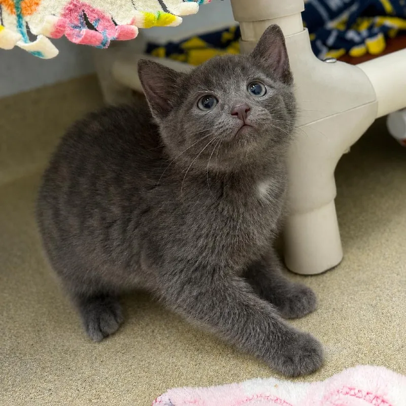 A baby small-sized male Gray / Blue / Silver Domestic Short Hair cat named Ford for adoption in Marshall, VA