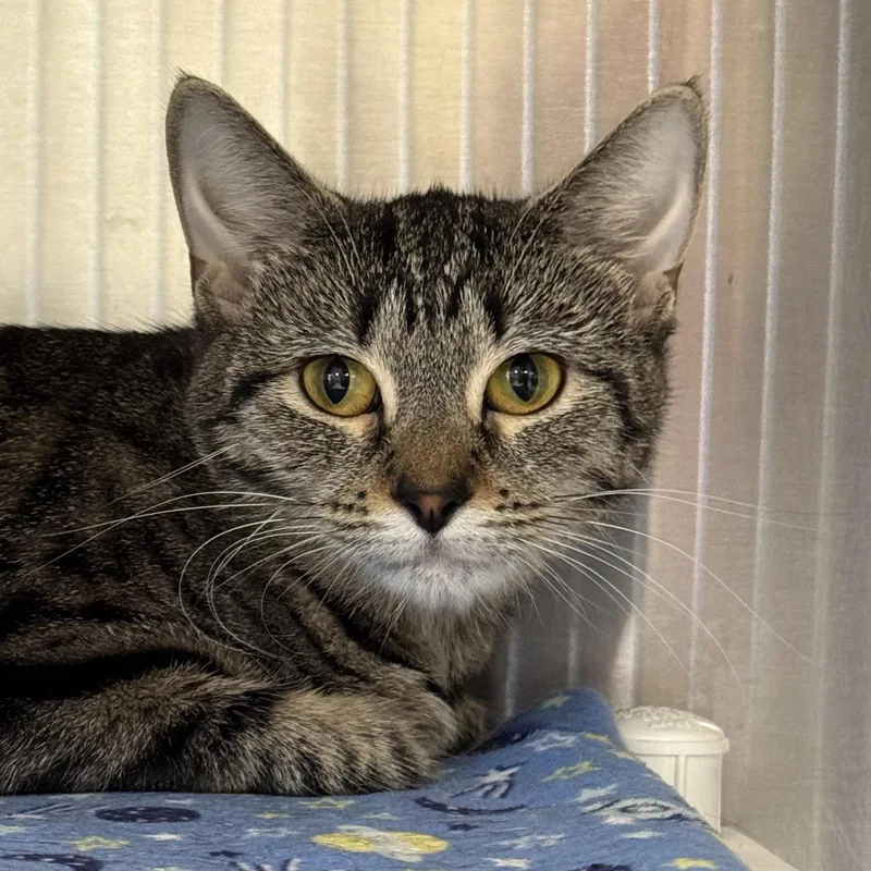 A young medium-sized female Domestic Short Hair cat named Vicki for adoption in Winchendon, MA