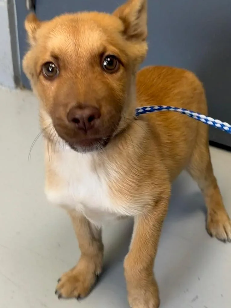 A baby small-sized male Shepherd dog named Stewie for adoption in Greenwood, MS