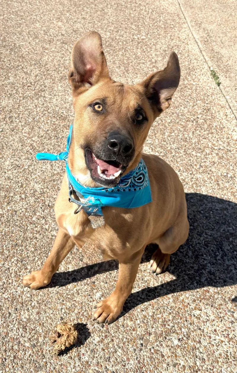 A young large-sized male Black Mouth Cur dog named Charlie for adoption in Lavon, TX