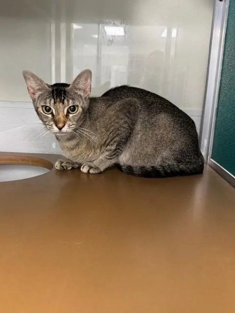 A young medium-sized female Domestic Short Hair cat named Savannah for adoption in Naples, FL