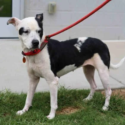 An adult large-sized female White / Cream Pit Bull Terrier dog named Lola for adoption in Atlanta, GA