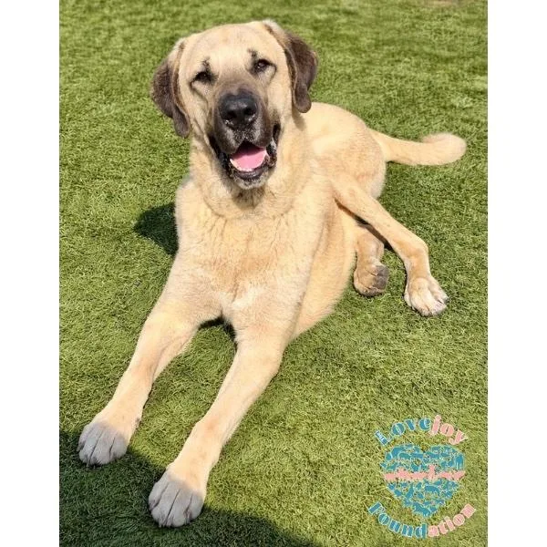 A young extra large-sized male Yellow / Tan / Blond / Fawn Anatolian Shepherd dog named Triton Coh for adoption in Inglewood, CA