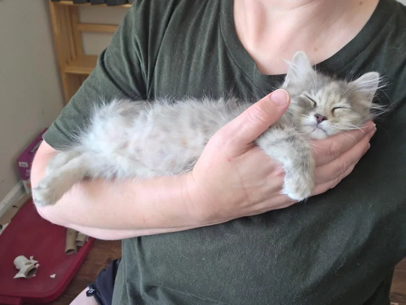 A young medium-sized female Domestic Long Hair cat named Blue Moon Over Brooklyn for adoption in Camden, SC