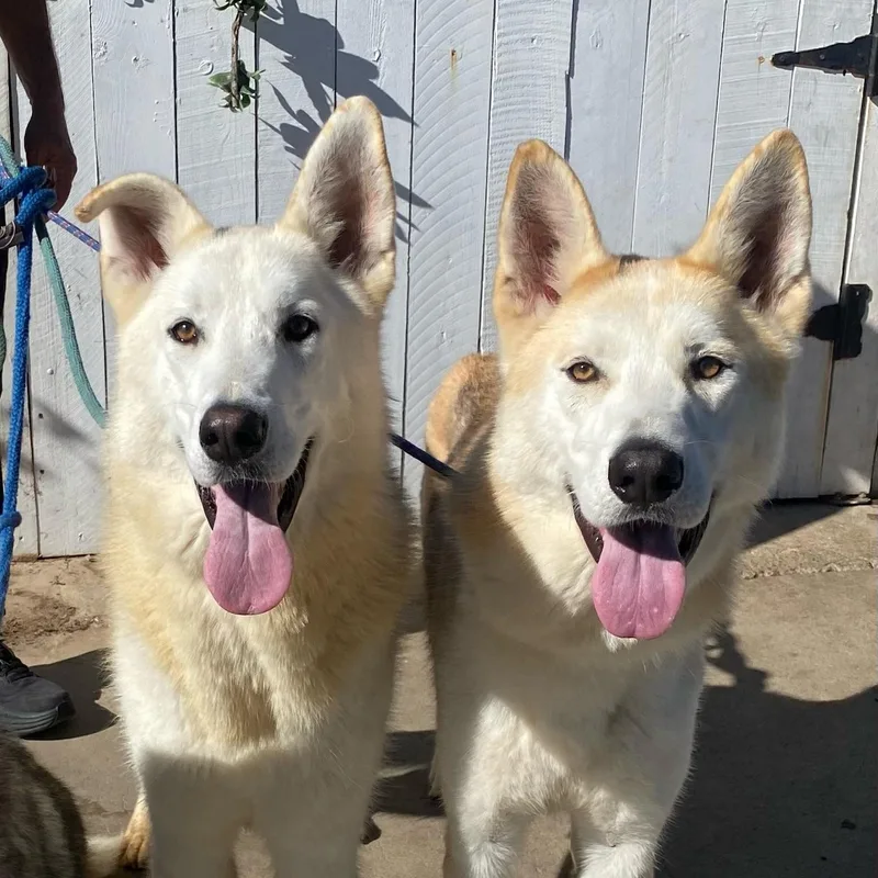 Comet & Cody thumbnail 4