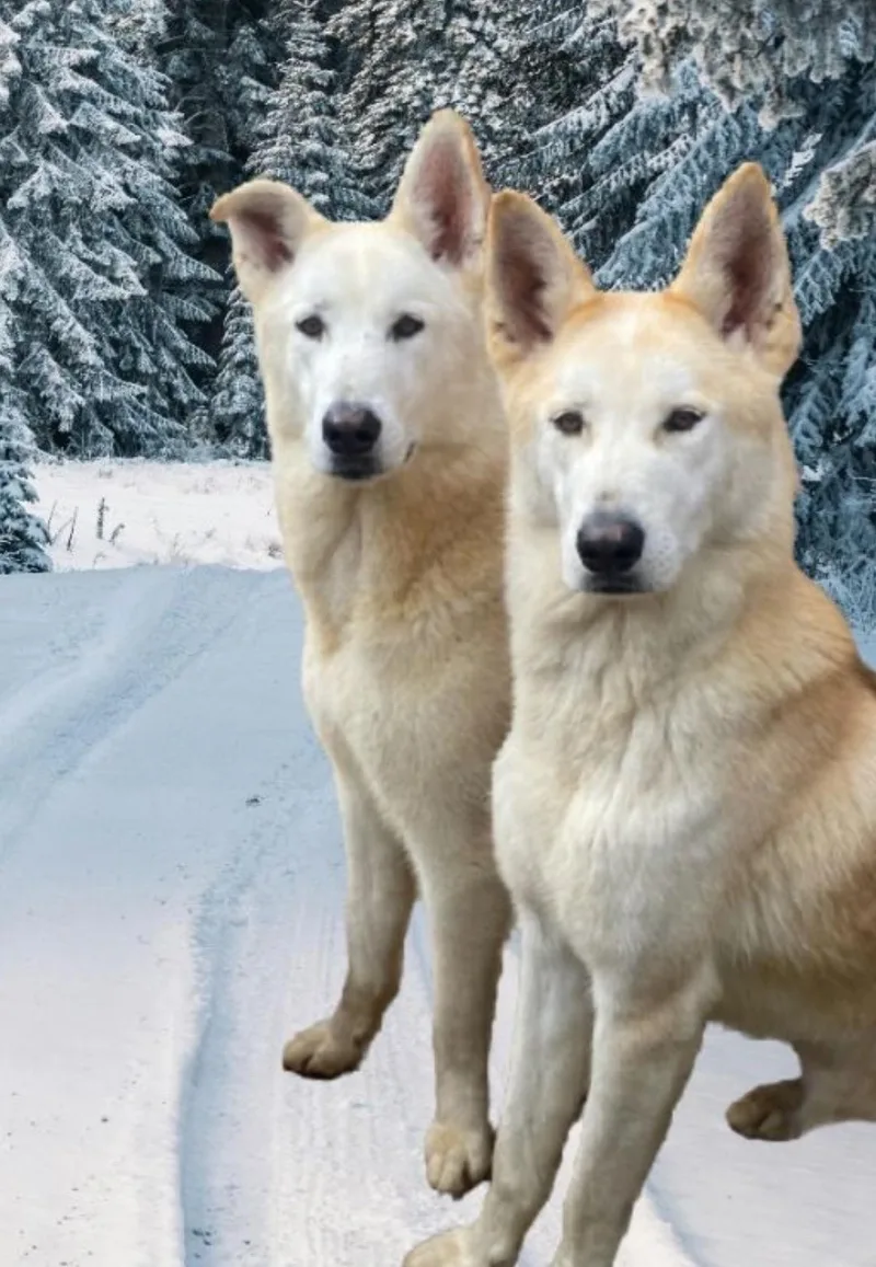 Comet & Cody thumbnail 5