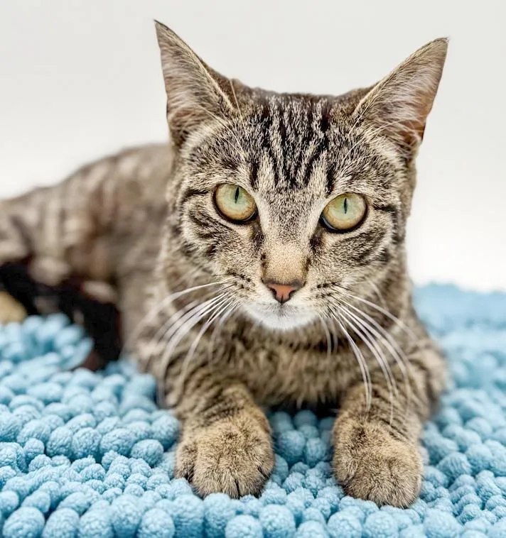 A baby small-sized female Tabby (Leopard / Spotted) Tabby cat named Annie Our Love! Gentle for adoption in Bedford Hills, NY
