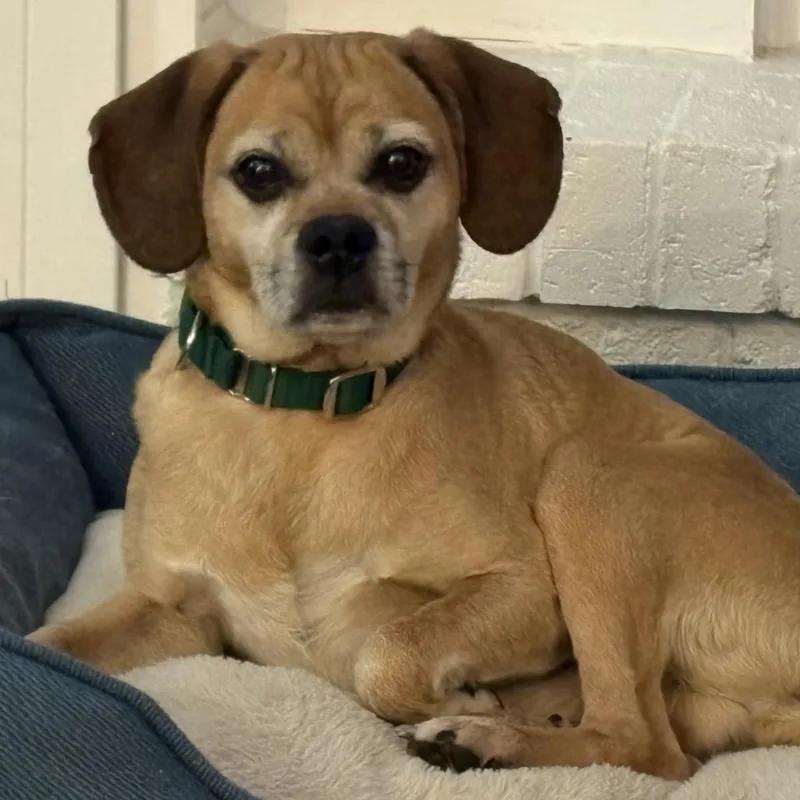 Bumblebee thumbnail 2