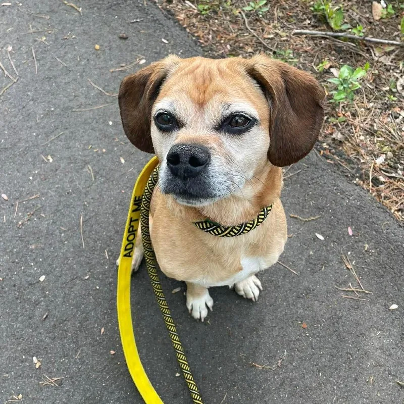 Bumblebee thumbnail 5