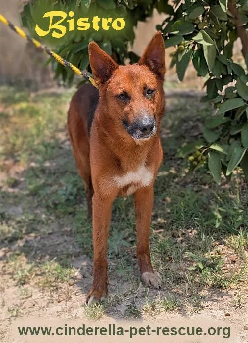 An adult large-sized male Shepherd dog named Bistro for adoption in Mission, TX