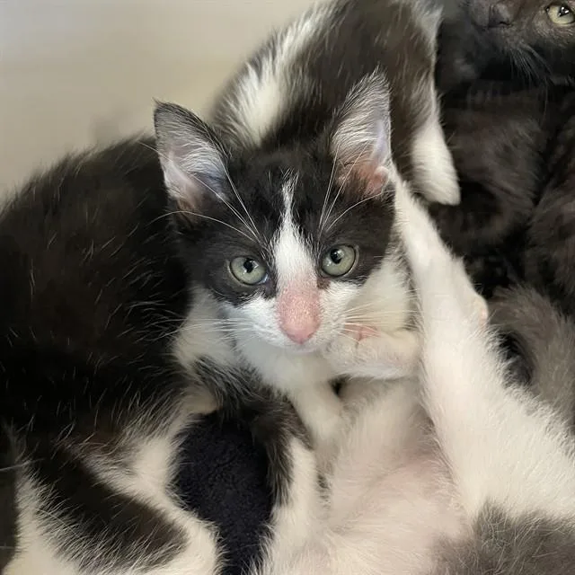 A baby small-sized female Domestic Short Hair cat named Messi for adoption in Tallahassee, FL