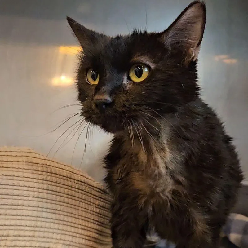 Salem