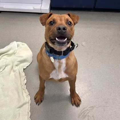 An adult large-sized male Black Mouth Cur dog named Dexter for adoption in Merriam, KS