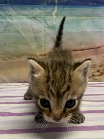 A baby small-sized female Domestic Short Hair cat named Cake for adoption in San Antonio, TX