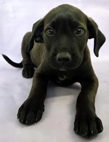 A baby large-sized male Labrador Retriever dog named Archie for adoption in Morton Grove, IL