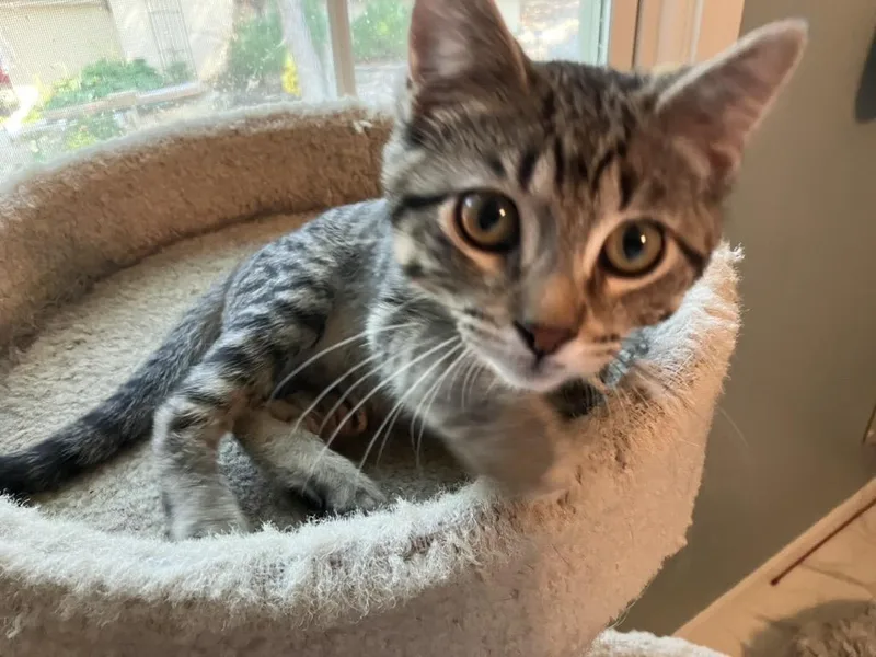 Pancake  AKA PaddyCakes
