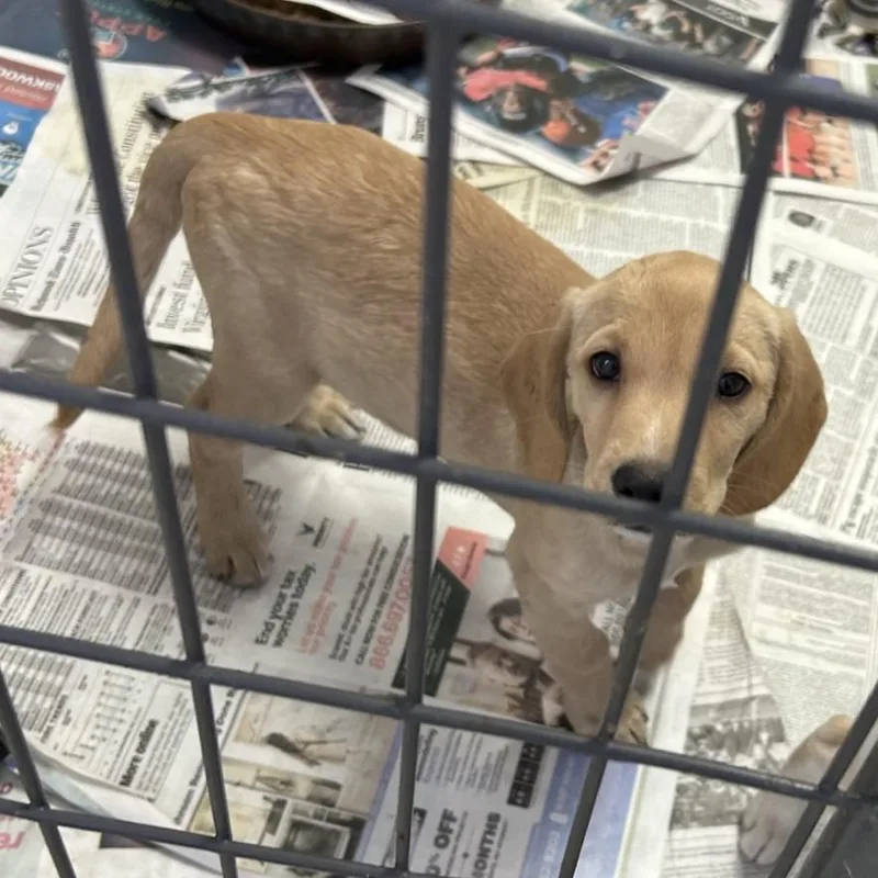 A baby large-sized male Yellow Labrador Retriever dog named CPO and Padme' for adoption in Clarksville, VA