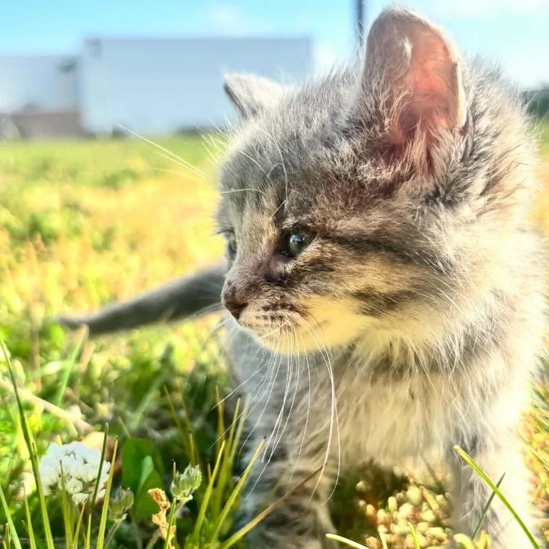 A baby small-sized female Gray / Blue / Silver Domestic Short Hair cat named Azula C for adoption in Napoleon, OH