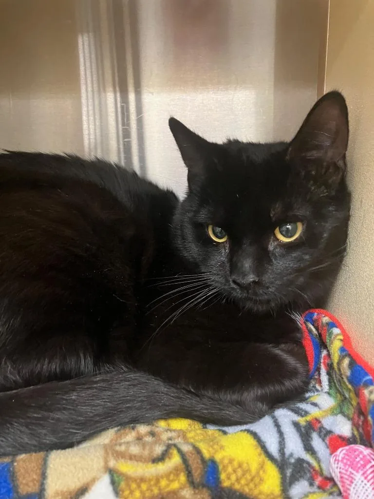 A baby small-sized male Domestic Short Hair cat named Peri for adoption in Lunenburg, MA