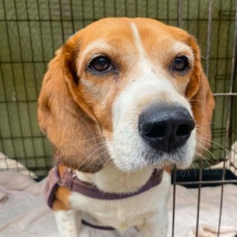 An adult small-sized female Brown / Chocolate Beagle dog named Candy for adoption in Graham, WA