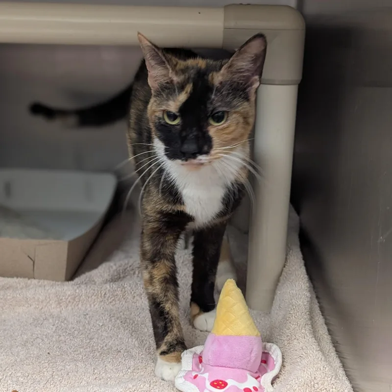 An adult medium-sized female Tortoiseshell Domestic Short Hair cat named Starfire for adoption in St. Augustine, FL