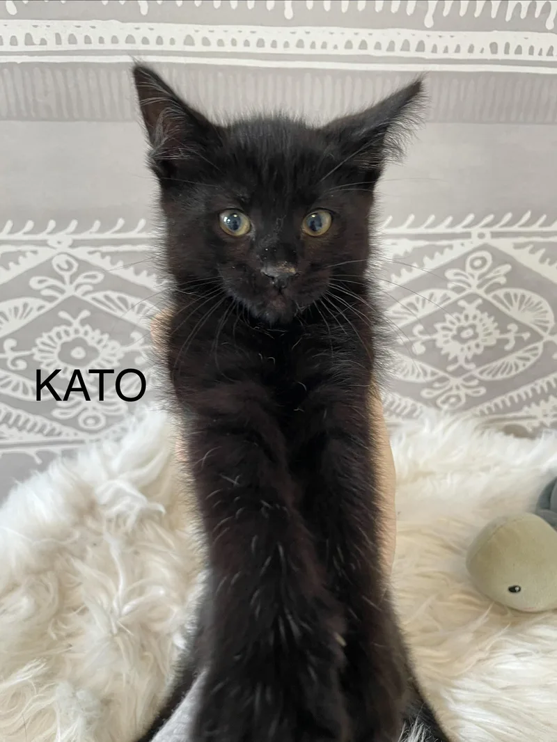 Kato thumbnail 5