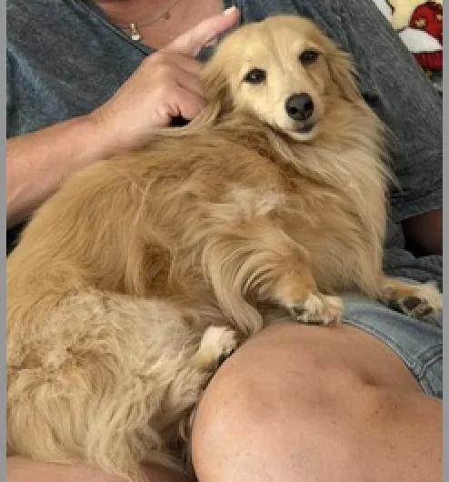 An adult small-sized female Dachshund dog named Abby bonded with BB for adoption in Decatur, GA
